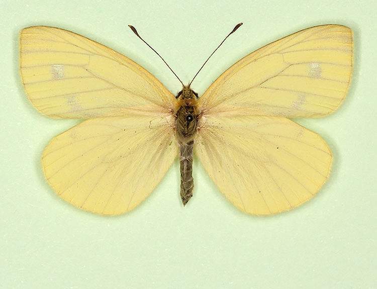 Pieris napi female (aberrant form sulphurea + pallidus) (Internet Image property of respective owner, non-commercial use only)